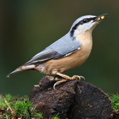 A Nuthatch on a peace of wood