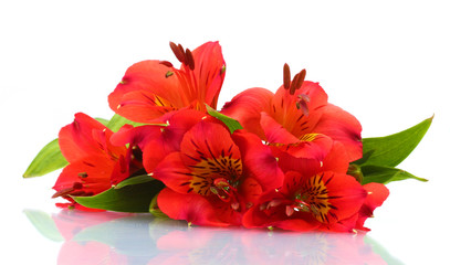 alstroemeria red flowers  isolated on white