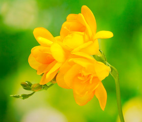 Fototapeta premium Beautiful yellow freesia on green background