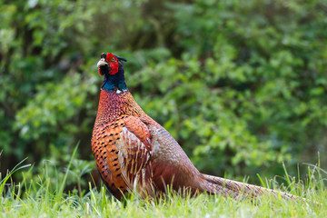 Side portrait of male common pheasant bird.