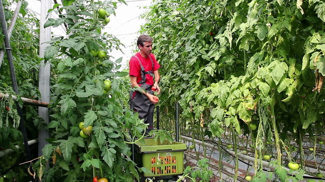 Tomato Harvest in a Greenhouse