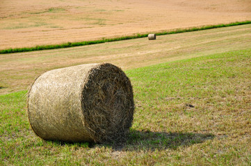 CAMPO DI GRANO SUL TARDO POMERIGGIO