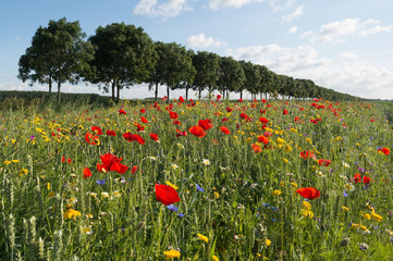 Poppies in a field in summer