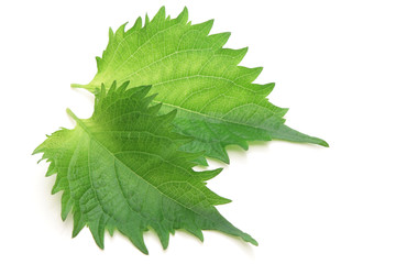 Green perilla, shiso