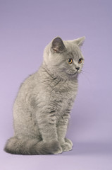 Fototapeta na wymiar British short haired grey cat