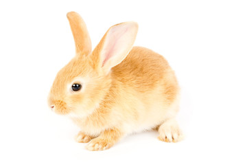Obraz premium Adorable rabbit