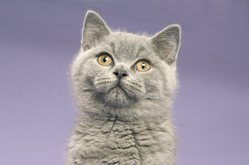 British short haired grey cat