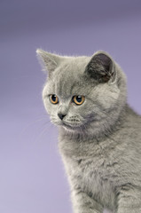 British short haired grey cat