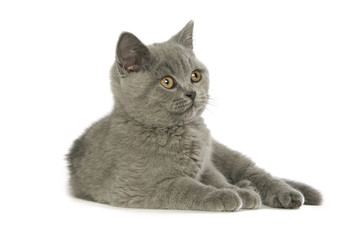British short haired grey cat