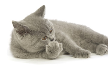 British short haired grey cat