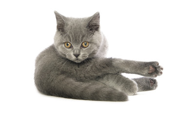British short haired grey cat