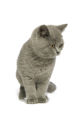 British short haired grey cat