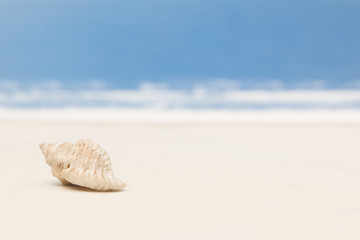 shell on a beach blurred background with waves blue sky and sea