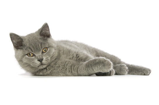 British short haired grey cat
