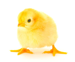 beautiful little chicken isolated on the white