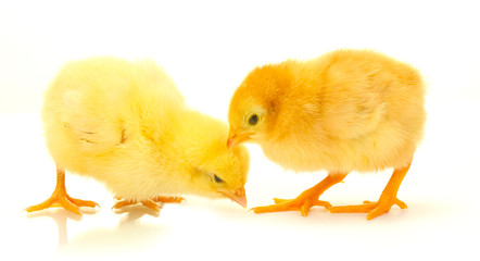 two yellow little chickens isolated on the white