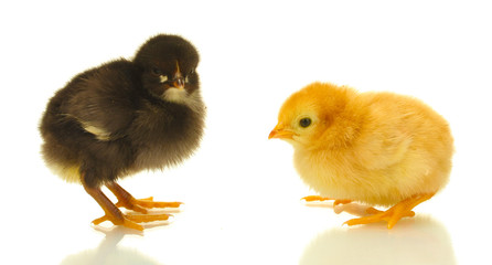 black and yellow little chickens isolated on the white