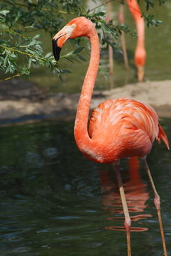 close up  of a beautiful pink flamingo, tropical bird