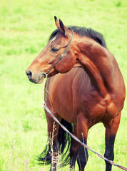 beautiful  breed sportive horse in the field.