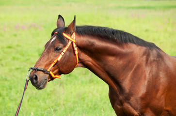 Fototapeta na wymiar portait of amazing breed stallion in spainish halter