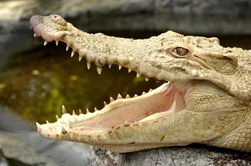 Crédence de cuisine en verre imprimé Crocodile Crocodile albinos