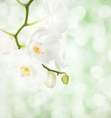 Naklejka na ściany i meble Biała orchidea na nieostre światło zielone tło.