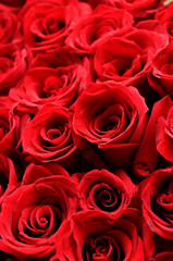 Red roses background