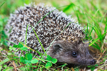 Curious hedgehog