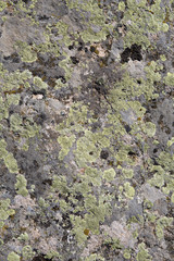 A background rock moss texture