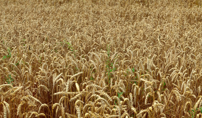 Wheat field
