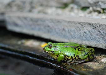 Frog on the rocks near a pond