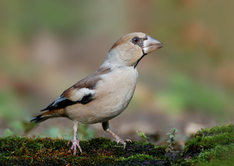 Hawfinch