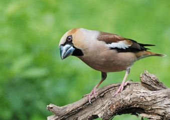 Hawfinch