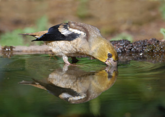 Hawfinch