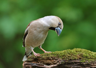 Hawfinch