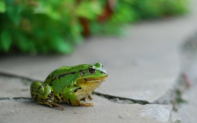 Frog on the rocks near a pond