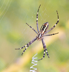 Spider in web