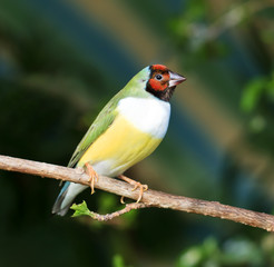 finches sitting on a branch in the forest