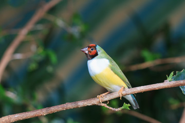 finches sitting on a branch in the forest