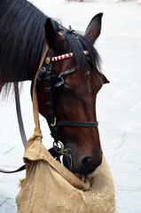 caballo come