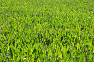 Green Corn field