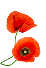 red poppy isolated on white background