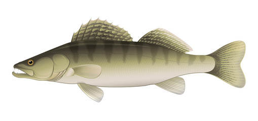 Zander (Sander lucioperca) Freshwater Fish
