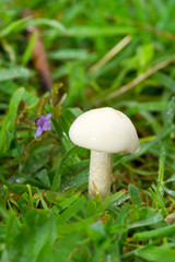 White mushroom