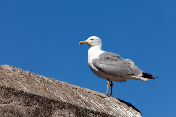Seagull On Old Wall