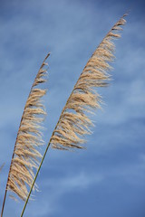 Canne à sucre