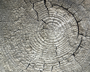 Fototapeta premium weathered wood