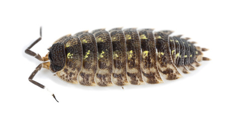 Woodlouse isolated on white background, macro photo