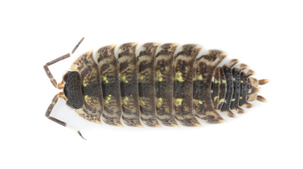 Sow bug isolated on white background, high magnification