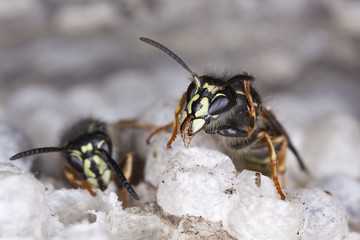 Common wasp, Vespula vulgaris on wasp's nest,  high magnificatio